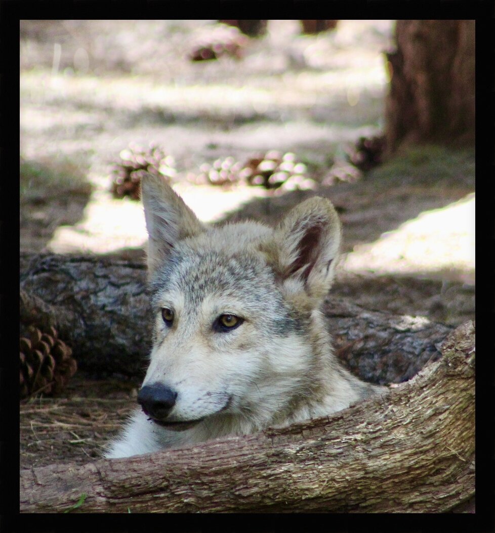 Impression de cadre personnalisé
