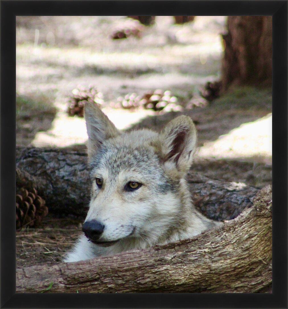 Impression de cadre personnalisé